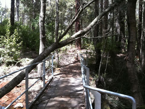 Tree fall over one of the bridges to Yarri hut