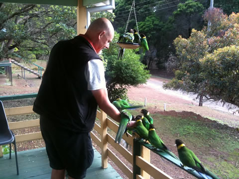 Feeding the parrots in the morning