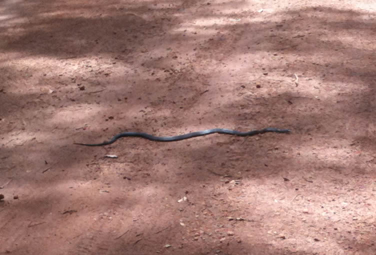 A typical Australian snake